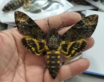 Real Deaths Head Hawk Moth acherontia , Entomology Collection, Insect Display, Science Study, Wall Art, Nature & Educational Decor