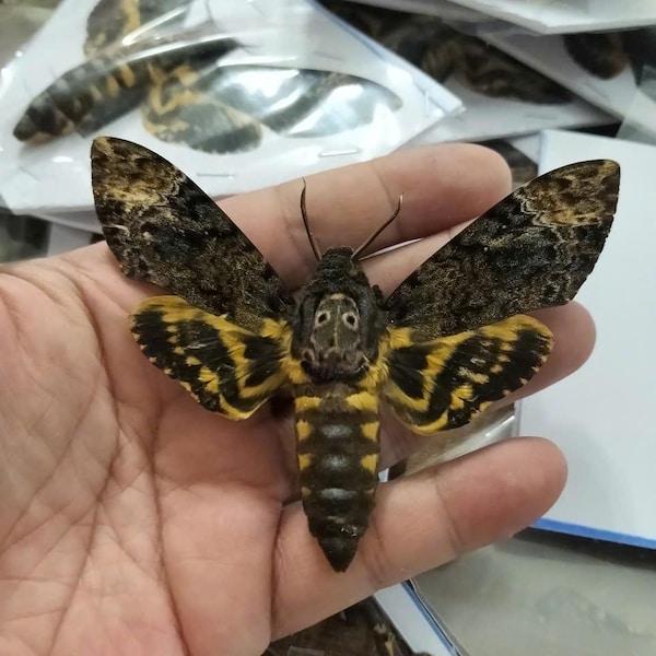Real Deaths Head Hawk Moth acherontia , Entomology Collection, Insect Display, Science Study, Wall Art, Nature & Educational Decor