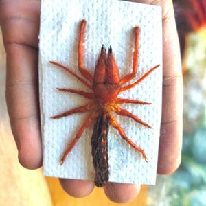 May include: A preserved arachnid specimen featuring a vibrant orange cephalothorax and legs, paired with a dark brown, elongated, hairy abdomen. The creature is mounted on a small, rectangular piece of white, textured paper for display.