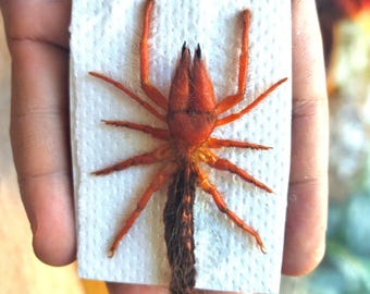 Pack of 2 Dinorhax rostrumpsittaci Camel Spider | Vietnamese Red Camel Spider | Sun Spider Sun Scorpion | Real Solifugae Specimen