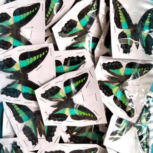 K&ouml;nnte beinhalten: Eine Sammlung mehrerer Schmetterlingspr&auml;parate, die jeweils einzeln in einer durchsichtigen Kunststoffh&uuml;lle mit wei&szlig;er Papierr&uuml;ckseite verpackt sind. Die Schmetterlinge haben schwarze Fl&uuml;gel mit leuchtenden, horizontalen t&uuml;rkisen und hellgr&uuml;nen Streifen.