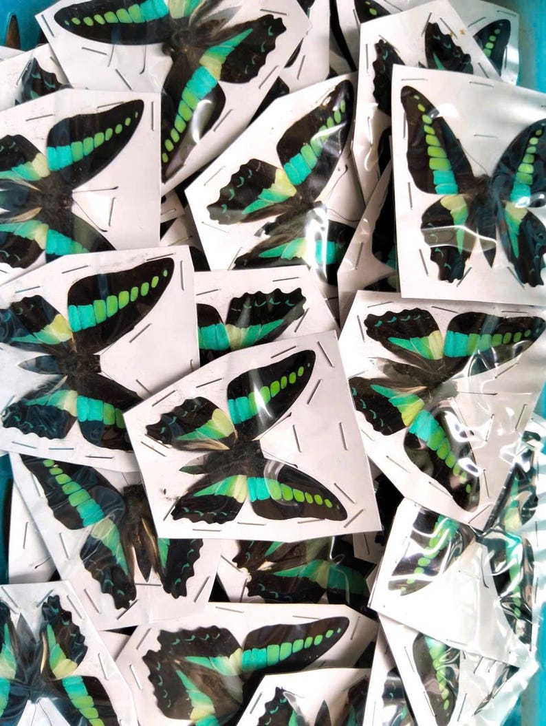 K&ouml;nnte beinhalten: Eine Sammlung mehrerer Schmetterlingspr&auml;parate, die jeweils einzeln in einer durchsichtigen Kunststoffh&uuml;lle mit wei&szlig;er Papierr&uuml;ckseite verpackt sind. Die Schmetterlinge haben schwarze Fl&uuml;gel mit leuchtenden, horizontalen t&uuml;rkisen und hellgr&uuml;nen Streifen.