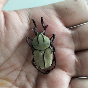 May include: A light green beetle with a tan shell and dark brown legs and antennae. The beetle is resting on a palm. The beetle's shell has vertical stripes.