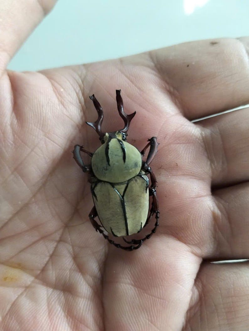 May include: A light green beetle with a tan shell and dark brown legs and antennae. The beetle is resting on a palm. The beetle's shell has vertical stripes.