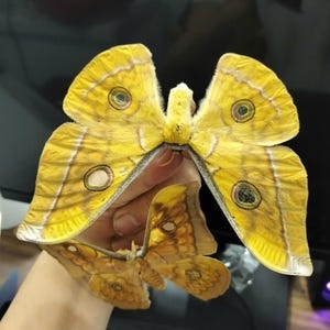 May include: Two large moths with vibrant yellow wings featuring distinct circular eyespot markings. The upper moth displays bright yellow coloration with dark-rimmed spots, while the lower moth exhibits a deeper orange-yellow hue with intricate patterns.