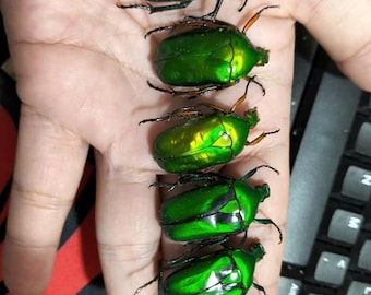 Phanaeus Quadridens MALE Blue Purple Scarab Beetle Guatemala