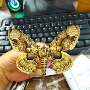 May include: A detailed close-up of a large moth, displaying complex patterns in brown, tan, and black. The moth's wings are open, revealing textured designs. The insect is held in a hand, with a keyboard and other items visible in the background.