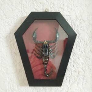 Pack of 4 Real Scorpion Specimen – Heterometrus laoticus – Dry Arachnid Taxidermy – Rare Exotic Scorpio – Insect Collector Display immagine 9