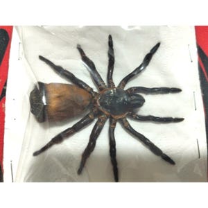May include: A preserved spider, encased in a clear plastic bag. The spider has a dark brown body and black legs. The legs are spread out. The spider's body is a mix of brown and black.