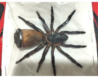 Pack of 2 Real Cyclocosmia ricketti Spider Specimen - Trapdoor Spider, Dried Arachnid Display, Entomology Collection, Science Study.