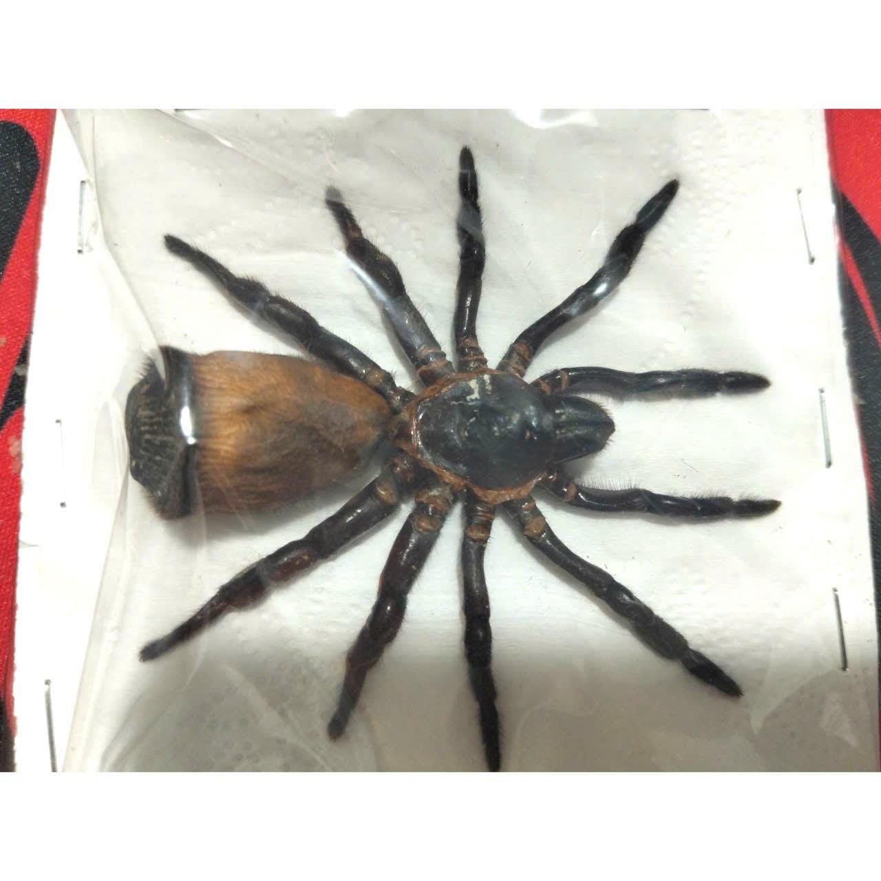 Trapdoor spider - Etsy 日本