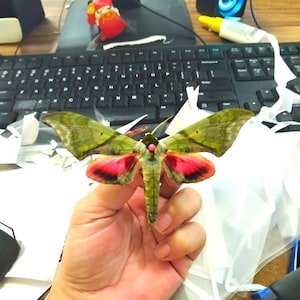 May include: A large moth with olive green forewings featuring dark markings and vibrant pink hindwings with black edges. The moth has a segmented body and a small pink pin placed near the thorax, displaying intricate wing patterns and textures.