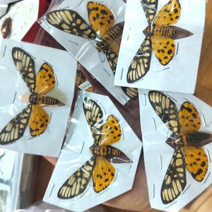 May include: A collection of preserved moths mounted on white paper cards. Each moth features vibrant yellow wings with distinct black spots and dark, translucent wing tips. The specimens are individually encased in clear plastic sleeves.