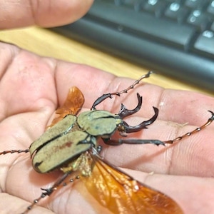 Pack of 6 Long-Horned Beetle Specimens - Real Dried Dicranocephalus wallichii, Entomology Collection, Insect Display, Science Study, Art