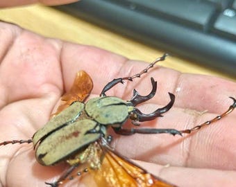 Pack of 6 Long-Horned Beetle Specimens - Real Dried Dicranocephalus wallichii, Entomology Collection, Insect Display, Science Study, Art