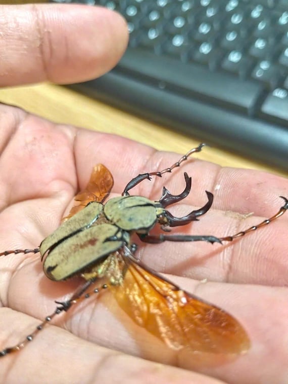Pack of 6 Long-Horned Beetle Specimens - Real Dried Dicranocephalus wallichii, Entomology Collection, Insect Display, Science Study, Art