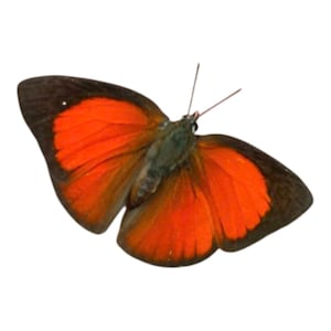 May include: A butterfly with vibrant orange wings featuring dark brown borders and a dark brown body. The wings are spread open, displaying a distinct vein pattern throughout the orange sections, and two thin antennae extend from the head.