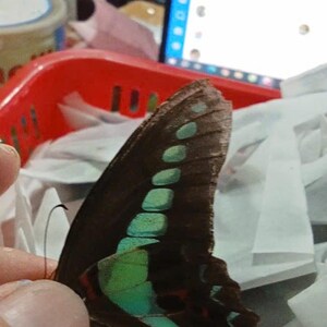 K&ouml;nnte beinhalten: Ein Schmetterlingspr&auml;parat mit dunkelbraunen Fl&uuml;geln, das eine markante Reihe leuchtend t&uuml;rkisfarbener, rechteckiger Flecken in der Mitte und kleinere rote Markierungen am unteren Rand aufweist, in Seitenansicht mit feinen Fl&uuml;geladern.