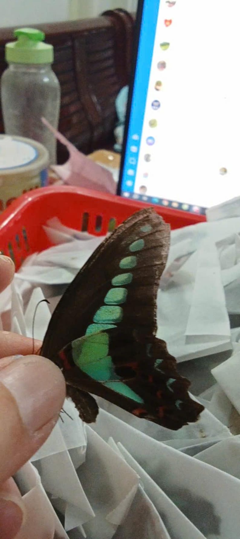 K&ouml;nnte beinhalten: Ein Schmetterlingspr&auml;parat mit dunkelbraunen Fl&uuml;geln, das eine markante Reihe leuchtend t&uuml;rkisfarbener, rechteckiger Flecken in der Mitte und kleinere rote Markierungen am unteren Rand aufweist, in Seitenansicht mit feinen Fl&uuml;geladern.