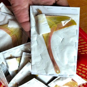 May include: A preserved yellow and pink moth wing specimen secured with metal staples onto a white textured paper sheet, enclosed within a clear plastic sleeve. The delicate wing displays a distinct vein pattern and vibrant coloration.