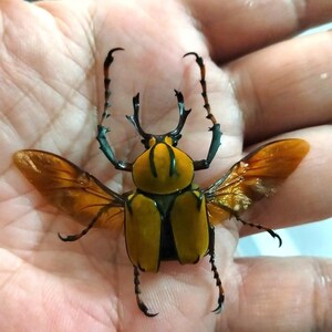 May include: A close-up of a large beetle with a yellow and black body, and orange wings. The beetle's legs and antennae are black. The wings are spread, showing their delicate structure. The beetle is resting on a surface.