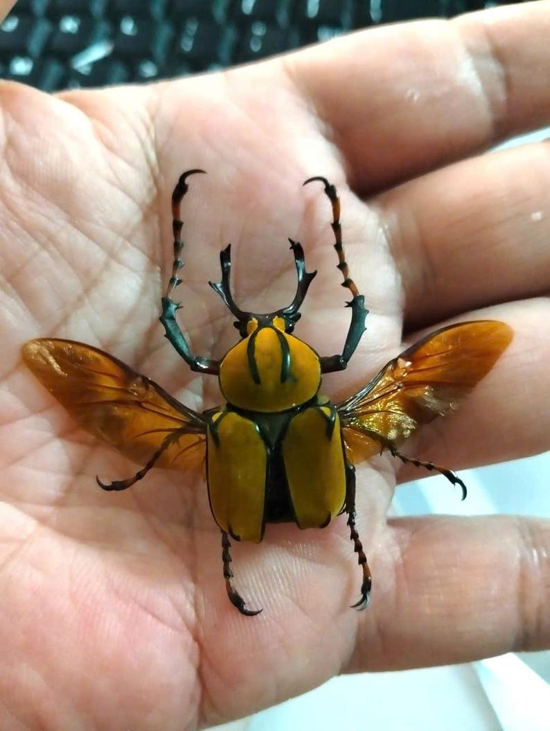 May include: A close-up of a large beetle with a yellow and black body, and orange wings. The beetle's legs and antennae are black. The wings are spread, showing their delicate structure. The beetle is resting on a surface.