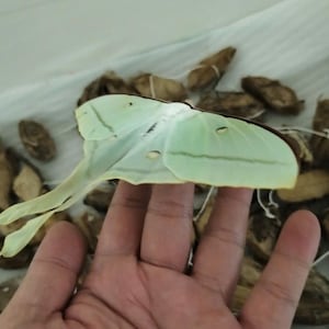 May include: A pale green Luna moth with long, trailing tails on its hindwings and small, dark eyespots on its wings. The moth is positioned horizontally, displaying its delicate, light-colored wing structure and thin, elongated wing tips.