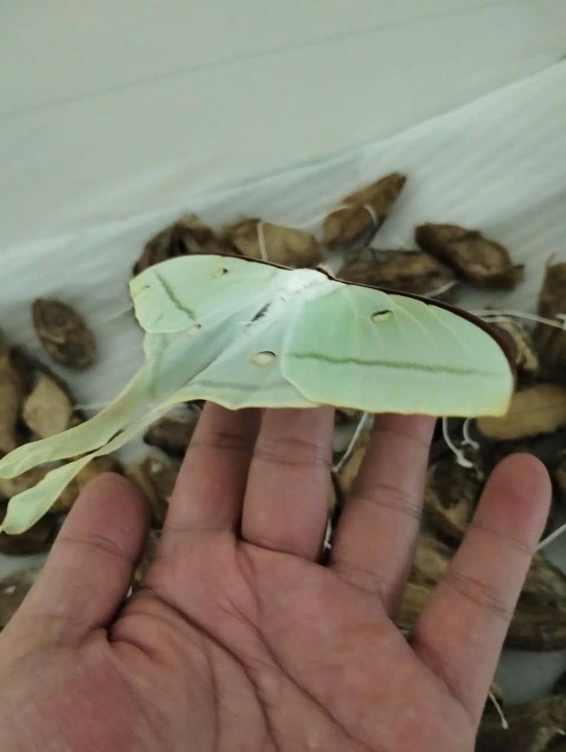May include: A pale green Luna moth with long, trailing tails on its hindwings and small, dark eyespots on its wings. The moth is positioned horizontally, displaying its delicate, light-colored wing structure and thin, elongated wing tips.