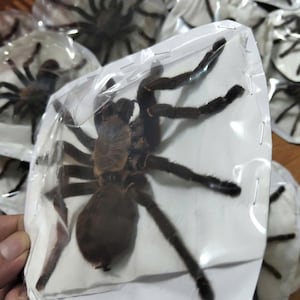 Tarantula Citharognathus tongmianensis and Haplopelma longipes - Spread-Leg Dried Specimen, Taxidermy Display, Entomology Collection image 14