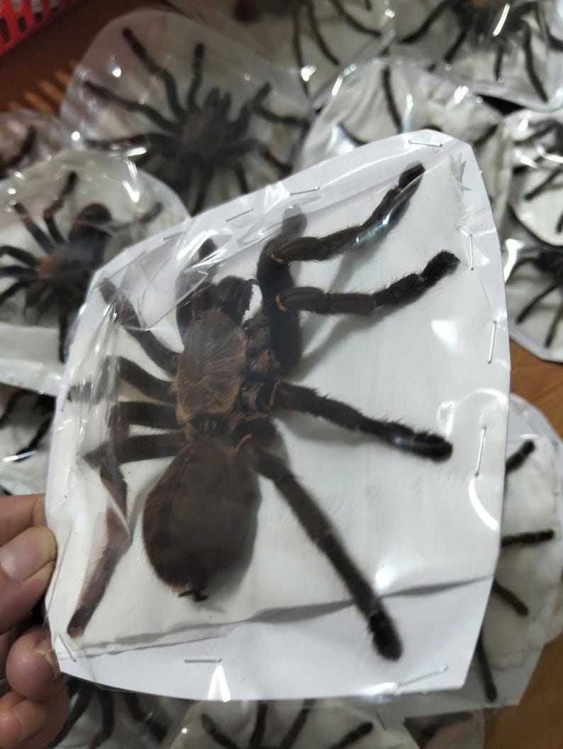 Tarantula Citharognathus tongmianensis and Haplopelma longipes - Spread-Leg Dried Specimen, Taxidermy Display, Entomology Collection image 14