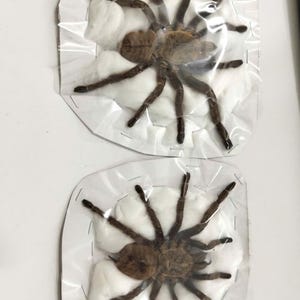 May include: Two preserved brown tarantulas, each individually encased in clear plastic film over a white cotton backing. The specimens are secured with staples along the edges of the cardboard backing, displaying their eight legs and hairy bodies.