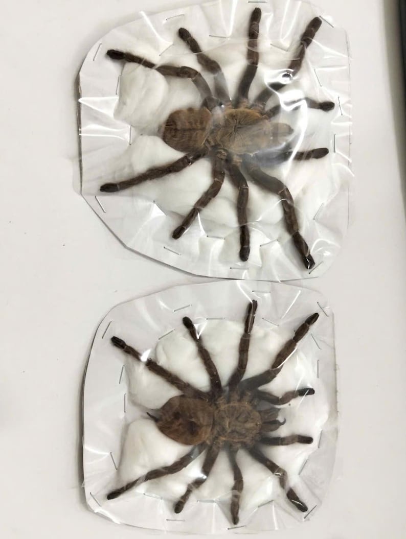 May include: Two preserved brown tarantulas, each individually encased in clear plastic film over a white cotton backing. The specimens are secured with staples along the edges of the cardboard backing, displaying their eight legs and hairy bodies.