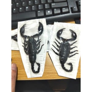 May include: Two black scorpions are displayed on white paper, showcasing their segmented bodies, claws, and curved stingers. The scorpions are presented on a wooden surface, with a keyboard visible in the background.