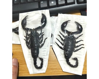 Pack of 4 Real Scorpion Specimen – Heterometrus laoticus – Dry Arachnid Taxidermy – Rare Exotic Scorpio – Insect Collector Display