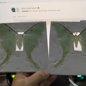May include: Two pale green Luna moths with long, trailing wing tails are each mounted on a white rectangular card. The moths are positioned centrally on the cards, displaying their delicate, light green wings with small, dark, circular markings.
