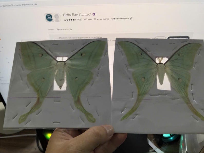 May include: Two pale green Luna moths with long, trailing wing tails are each mounted on a white rectangular card. The moths are positioned centrally on the cards, displaying their delicate, light green wings with small, dark, circular markings.