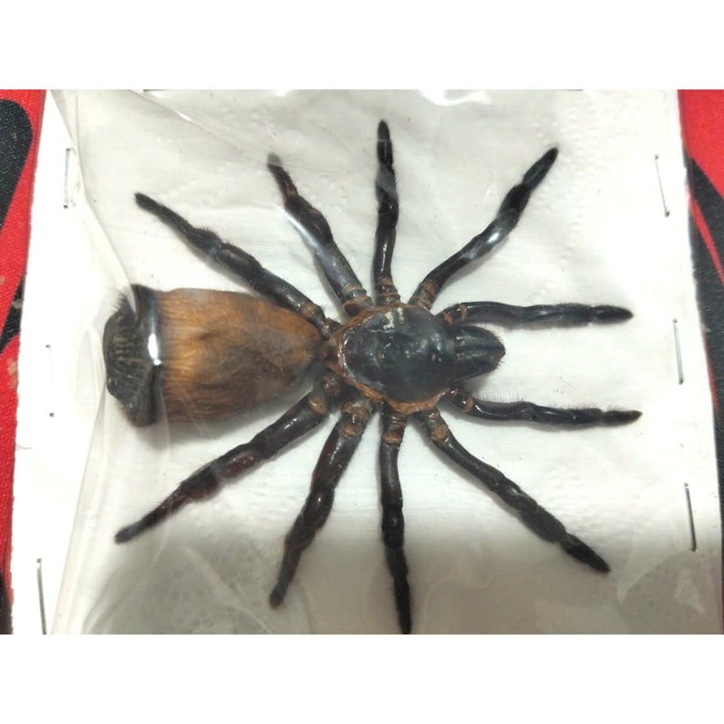 Tarantula Citharognathus tongmianensis and Haplopelma longipes - Spread-Leg Dried Specimen, Taxidermy Display, Entomology Collection Trapdoor Spider