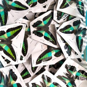 K&ouml;nnte beinhalten: Eine Sammlung mehrerer Schmetterlingspr&auml;parate, die jeweils einzeln in durchsichtiger Kunststoffverpackung eingeschlossen sind. Die Schmetterlinge haben schwarze Fl&uuml;gel mit leuchtenden, horizontalen B&auml;ndern in hellem Gr&uuml;n.