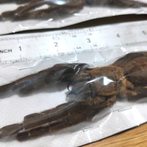 Tarantula Citharognathus tongmianensis and Haplopelma longipes - Spread-Leg Dried Specimen, Taxidermy Display, Entomology Collection image 18