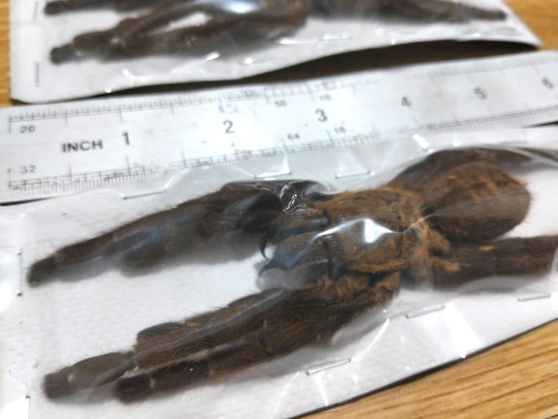 Tarantula Citharognathus tongmianensis and Haplopelma longipes - Spread-Leg Dried Specimen, Taxidermy Display, Entomology Collection image 18