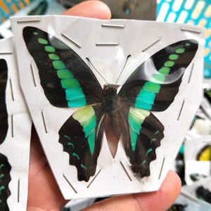 K&ouml;nnte beinhalten: Ein pr&auml;parierter Schmetterling mit schwarzen Fl&uuml;geln, die leuchtend gr&uuml;ne und t&uuml;rkisfarbene Streifen aufweisen. Er befindet sich in einer durchsichtigen Kunststoffh&uuml;lle, die auf einem wei&szlig;en Papieruntergrund mit Metallklammern befestigt ist.