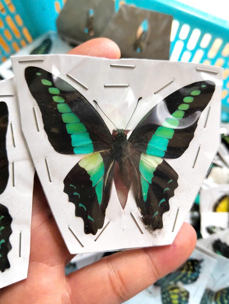 K&ouml;nnte beinhalten: Ein pr&auml;parierter Schmetterling mit schwarzen Fl&uuml;geln, die leuchtend gr&uuml;ne und t&uuml;rkisfarbene Streifen aufweisen. Er befindet sich in einer durchsichtigen Kunststoffh&uuml;lle, die auf einem wei&szlig;en Papieruntergrund mit Metallklammern befestigt ist.