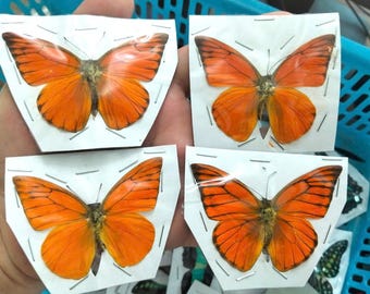 4 pcs Appias nero Butterfly Set | Orange Albatross | Spread Wings Dried Specimens for Art & Display