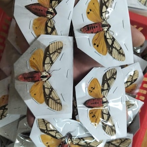 May include: A collection of preserved moths, each individually mounted on white paper cards and encased in clear plastic. The moths feature vibrant yellow and black patterned wings with a distinct red body and a white and black striped head.