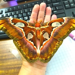 May include: A detailed image of an Atlas moth, showcasing its large size and intricate wing patterns. The wings are a blend of brown, orange, yellow, and white. The moth is held in a hand, highlighting its size. The wings have a distinctive shape with a curved tip.