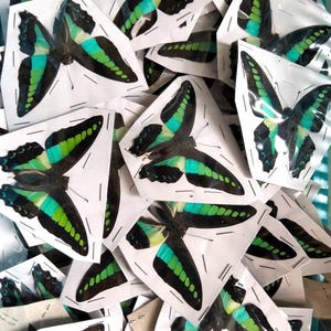 K&ouml;nnte beinhalten: Eine Sammlung mehrerer konservierter Schmetterlinge, die jeweils einzeln auf wei&szlig;en Papierdreiecken montiert und mit kleinen Metallklammern befestigt sind. Die Schmetterlinge haben schwarze Fl&uuml;gel mit leuchtend gr&uuml;nen und t&uuml;rkisfarbenen Querstreifen.