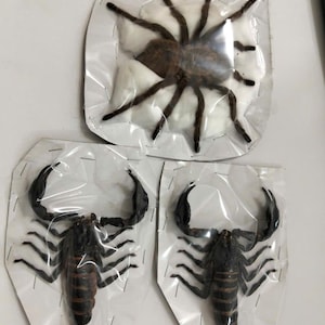 May include: A collection of three preserved arachnids encased in clear plastic packaging. One large brown spider is centered on a white cotton pad, while two black scorpions with prominent pincers and segmented tails are positioned below it.