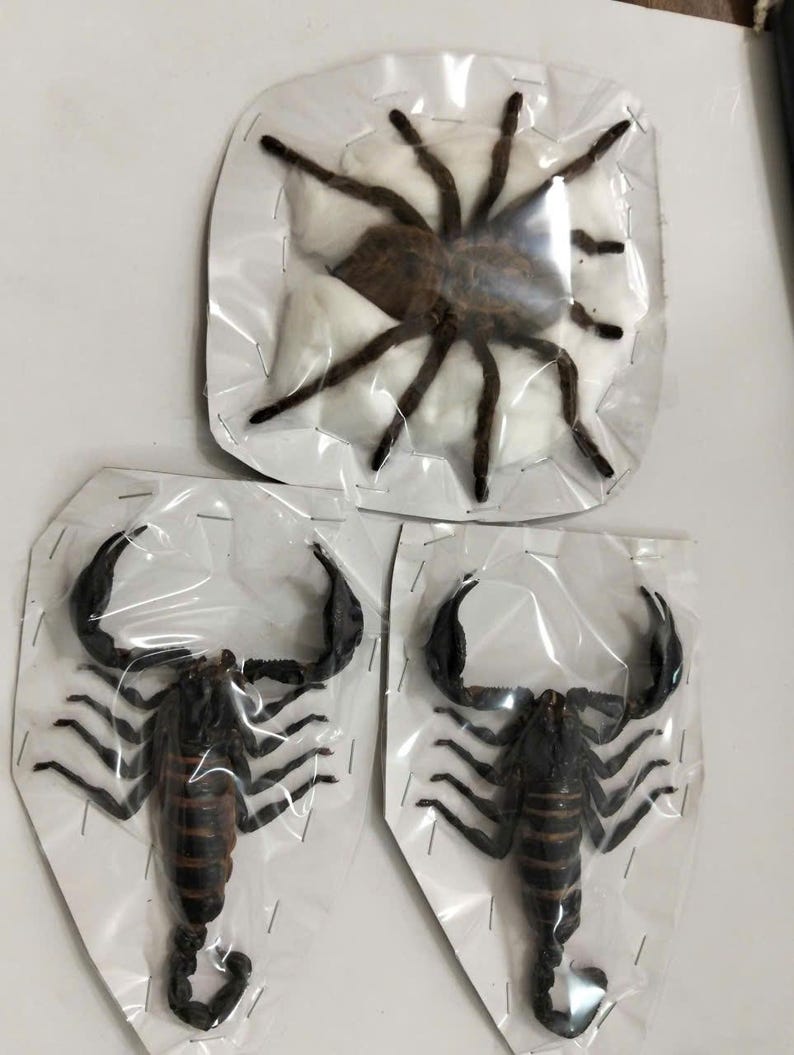 May include: A collection of three preserved arachnids encased in clear plastic packaging. One large brown spider is centered on a white cotton pad, while two black scorpions with prominent pincers and segmented tails are positioned below it.