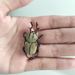 May include: A close-up of a beetle with a light tan body and dark brown legs and head. The beetle has two small horns and is resting on a person's palm.