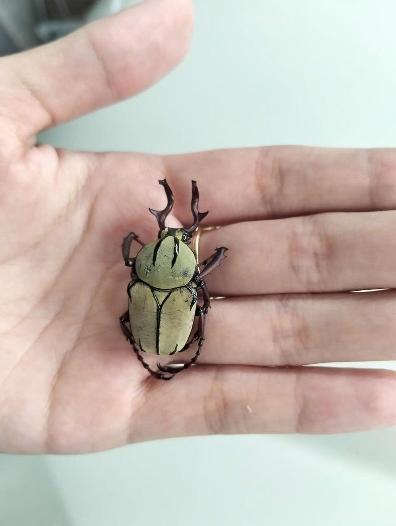 May include: A close-up of a beetle with a light tan body and dark brown legs and head. The beetle has two small horns and is resting on a person's palm.